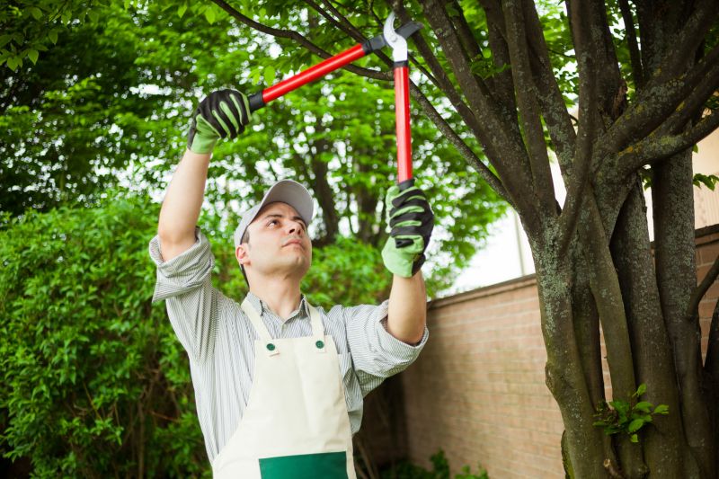 Local Fig Tree Removal pros at work
