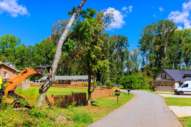 Fig Tree Removal detail