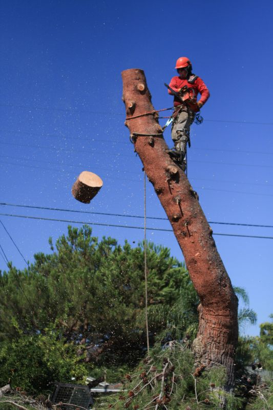 Tree Removal Service